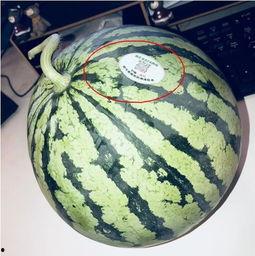 网红同款吃瓜图片头像大全,潮流风向标，趣味十足  第2张