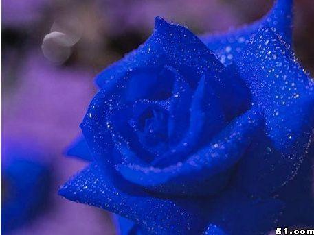 蓝色妖姬在线观看,网络奇缘,揭秘虚拟世界的爱情传奇 第1张 蓝色妖姬在线观看,网络奇缘,揭秘虚拟世界的爱情传奇 第1张